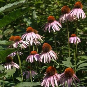 Meet your Posher, Leslie